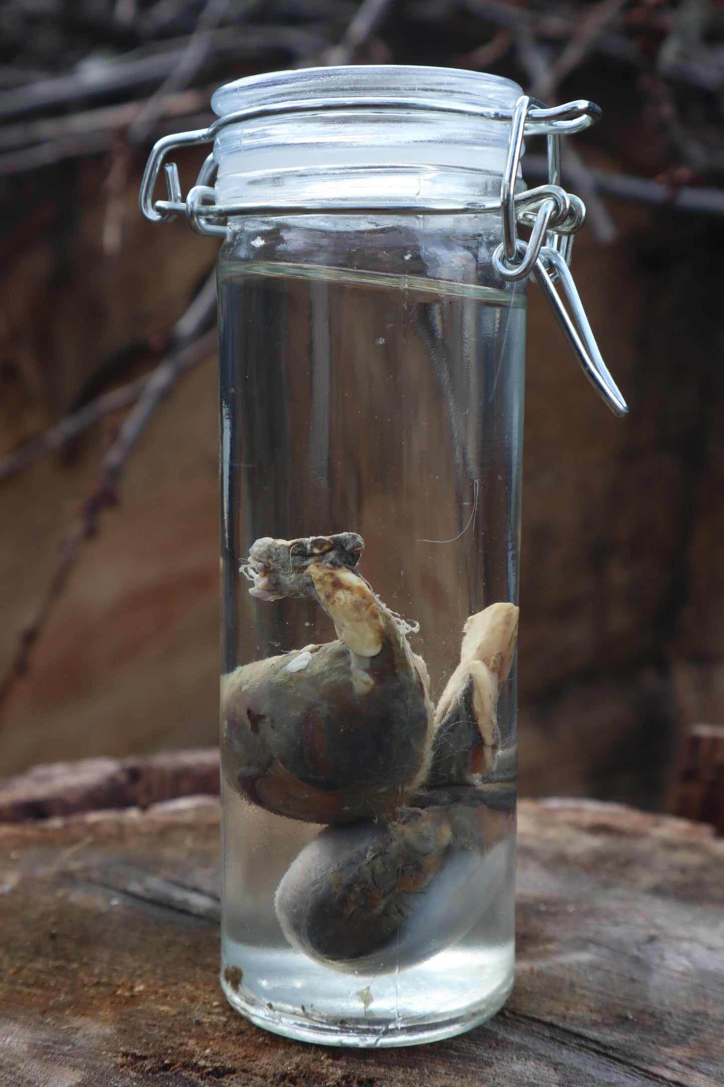 Wet Specimen Wolf Testicles