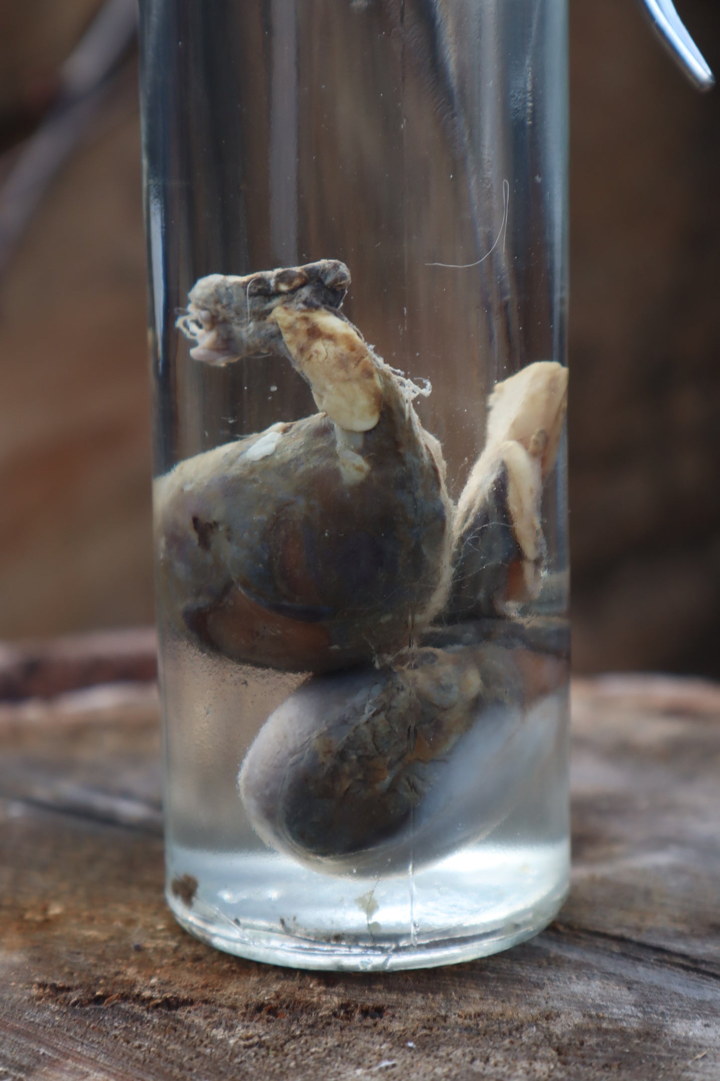 Wet Specimen Wolf Testicles