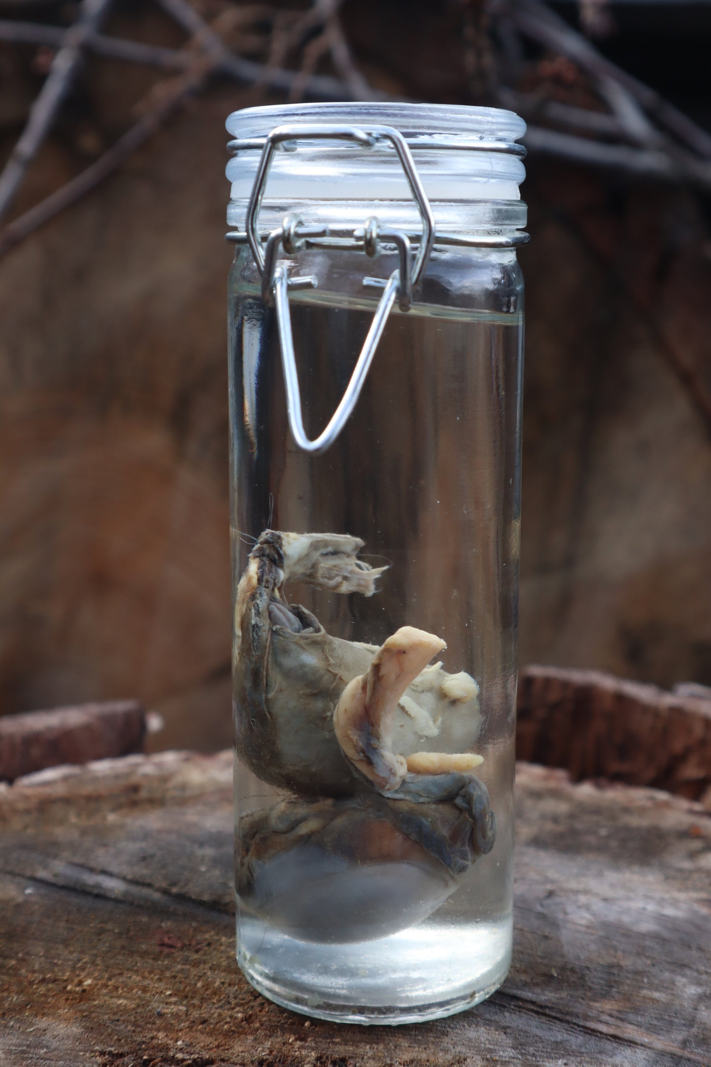 Wet Specimen Wolf Testicles