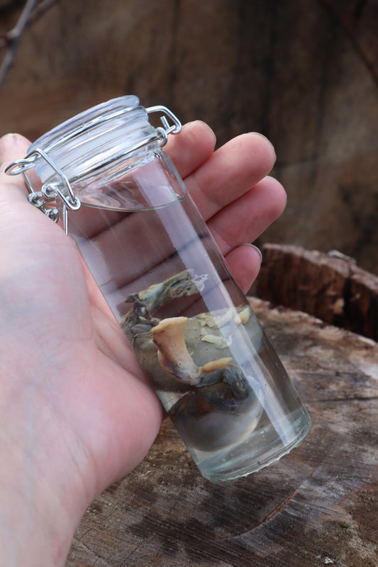 Wet Specimen Wolf Testicles