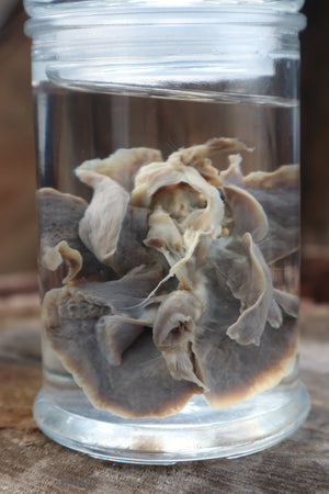 Kitten Lungs Wet Specimen