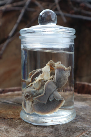 Kitten Lungs Wet Specimen