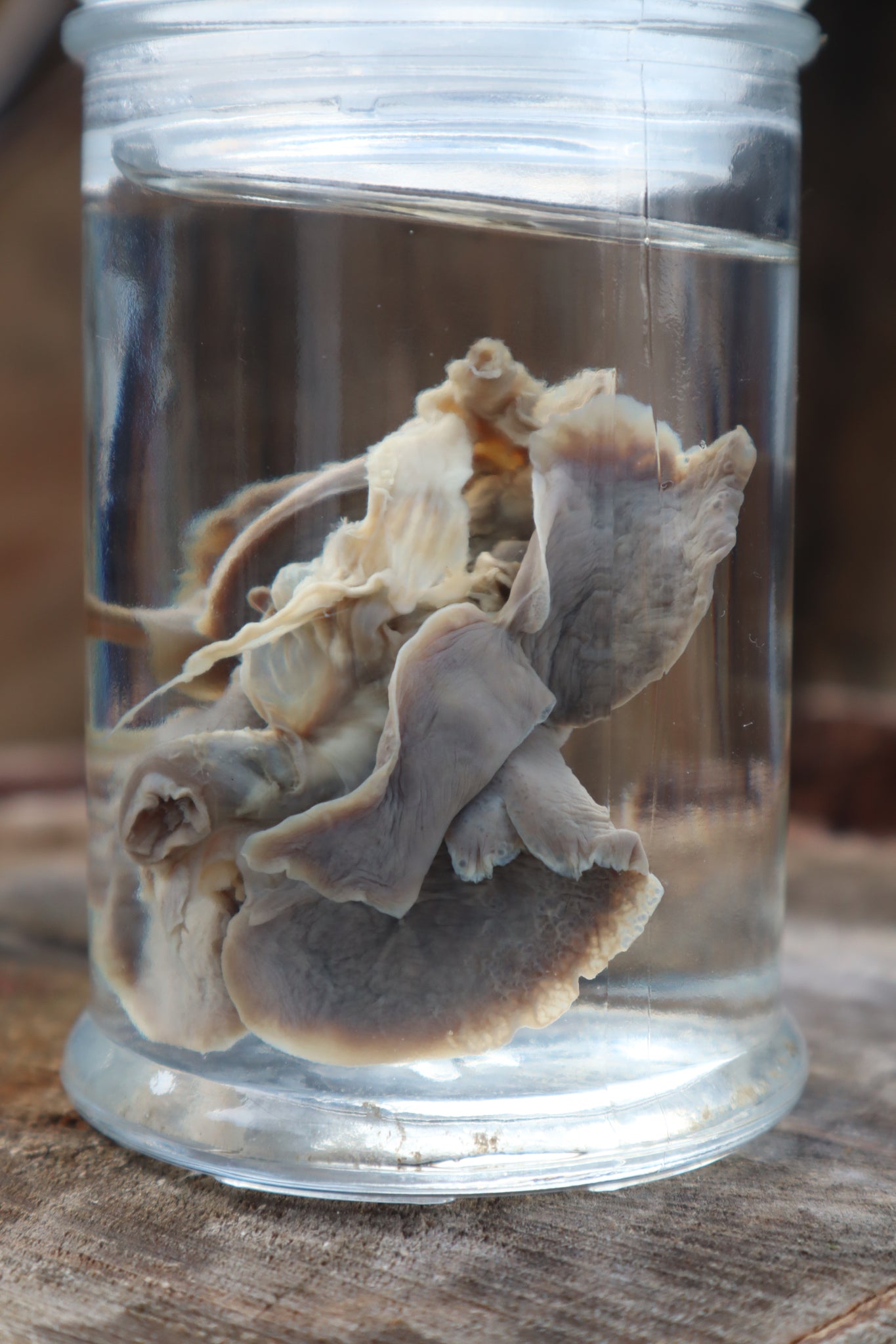 Kitten Lungs Wet Specimen