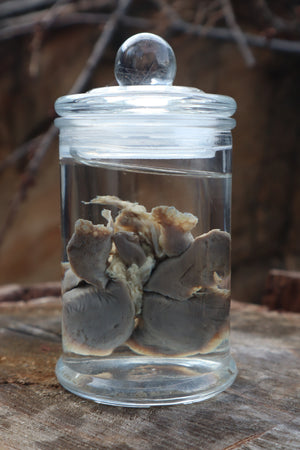 Kitten Lungs Wet Specimen