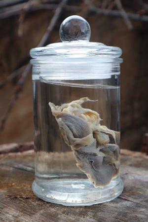 Kitten Lungs Wet Specimen