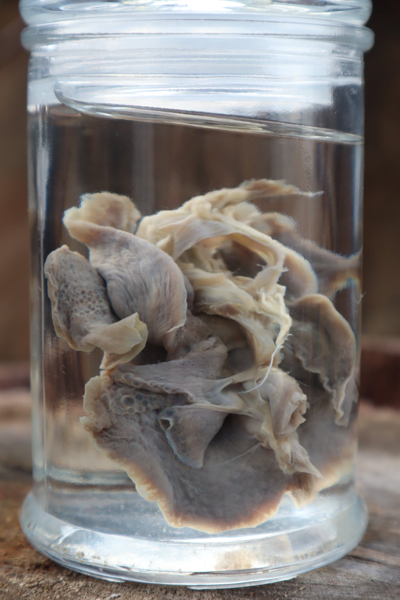 Kitten Lungs Wet Specimen