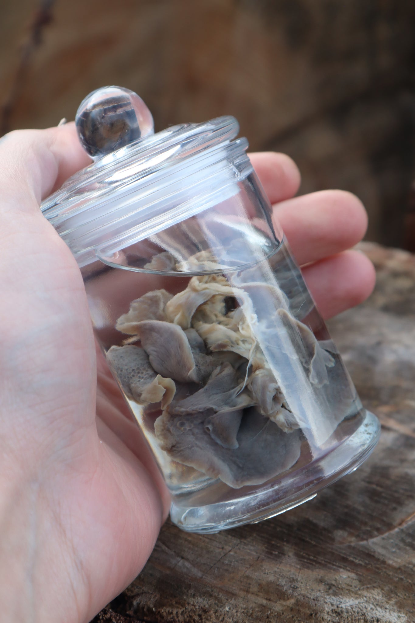 Kitten Lungs Wet Specimen