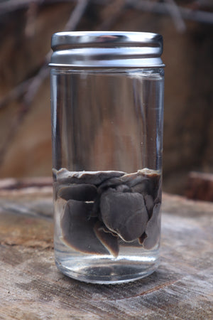 Black Lab Puppy Heart and Lungs Wet Specimen