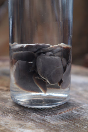 Black Lab Puppy Heart and Lungs Wet Specimen