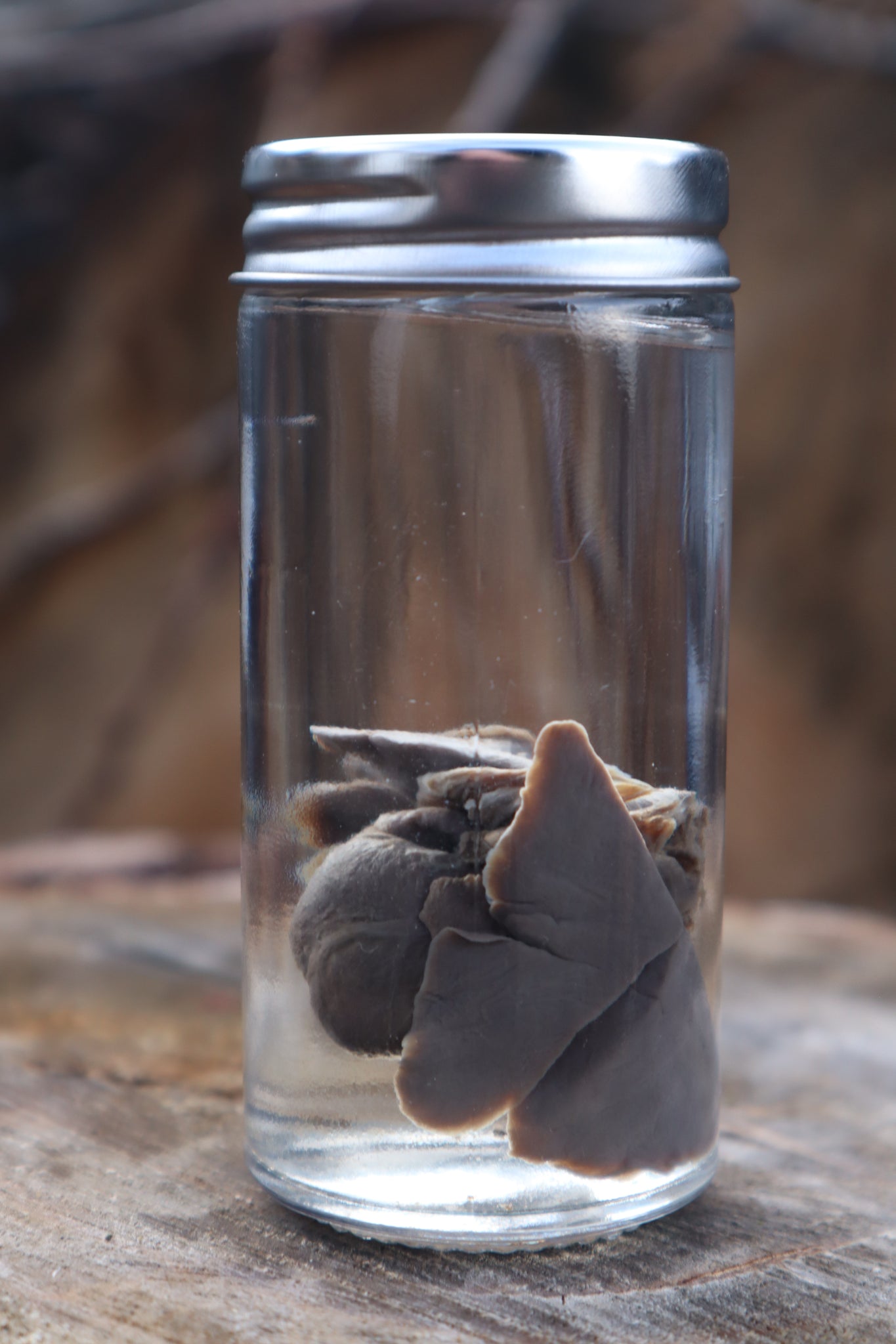 Black Lab Puppy Heart and Lungs Wet Specimen