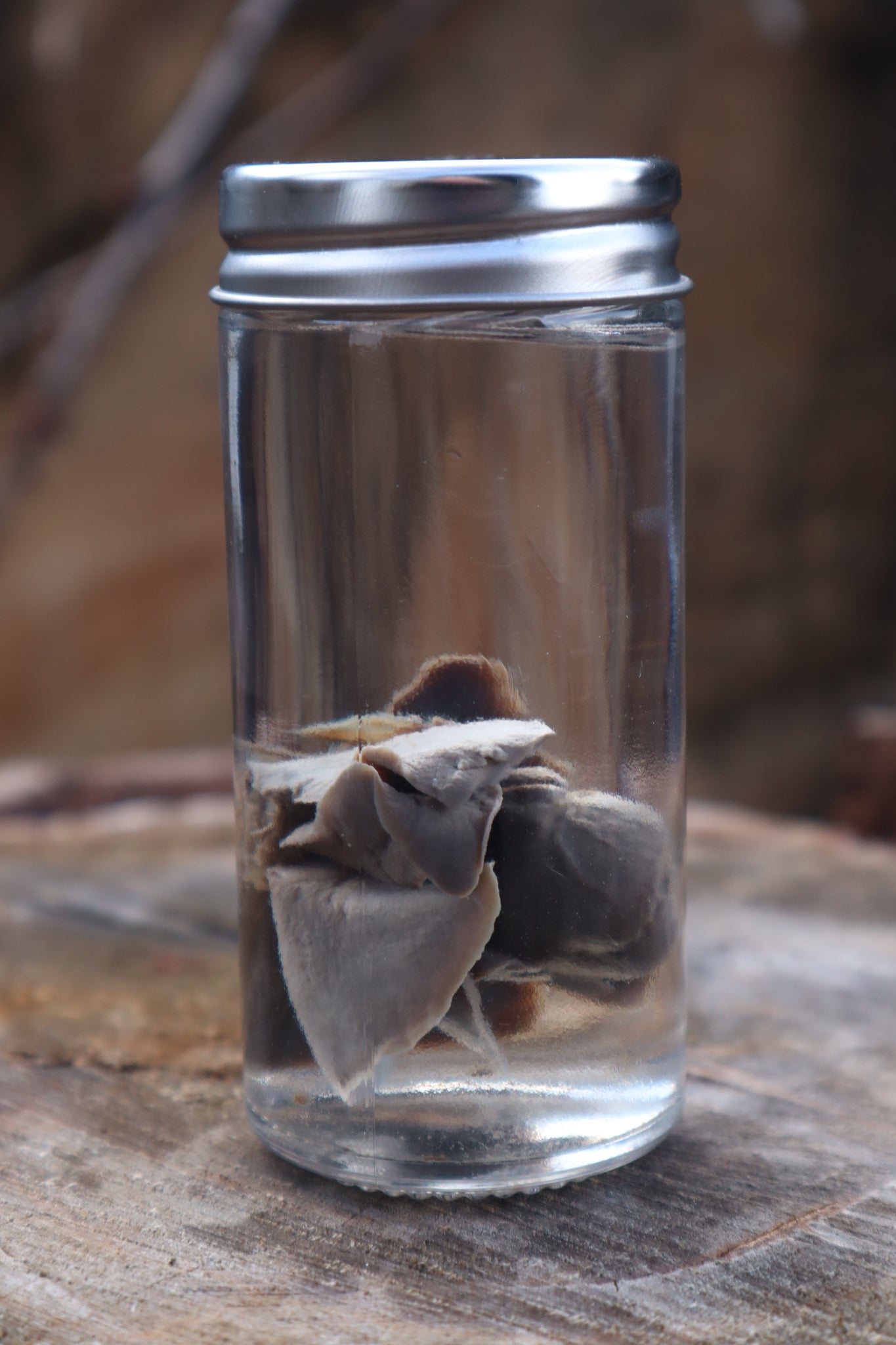 Black Lab Puppy Heart and Lungs Wet Specimen