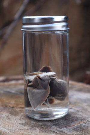 Black Lab Puppy Heart and Lungs Wet Specimen