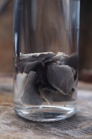 Black Lab Puppy Heart and Lungs Wet Specimen