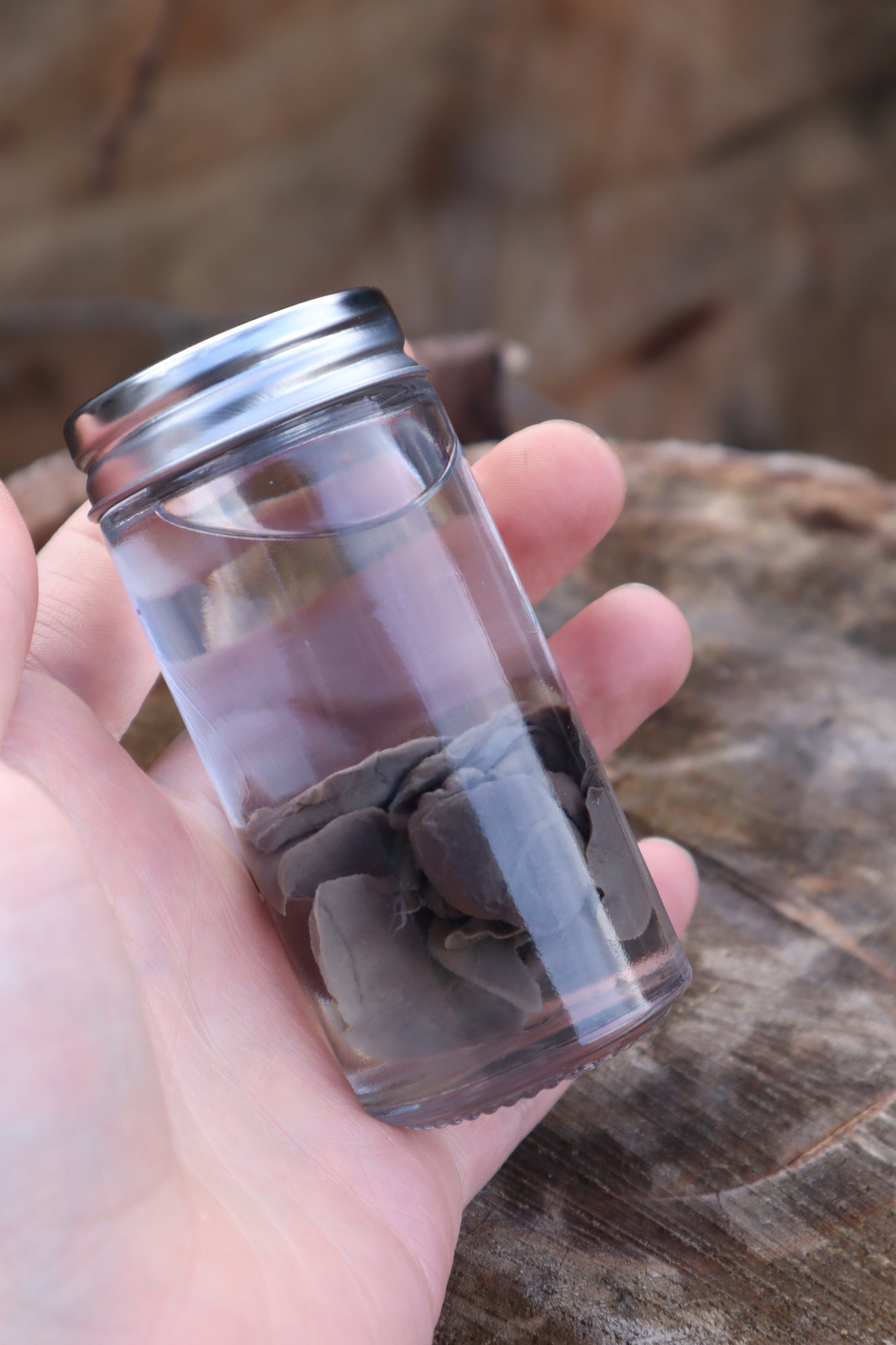 Black Lab Puppy Heart and Lungs Wet Specimen