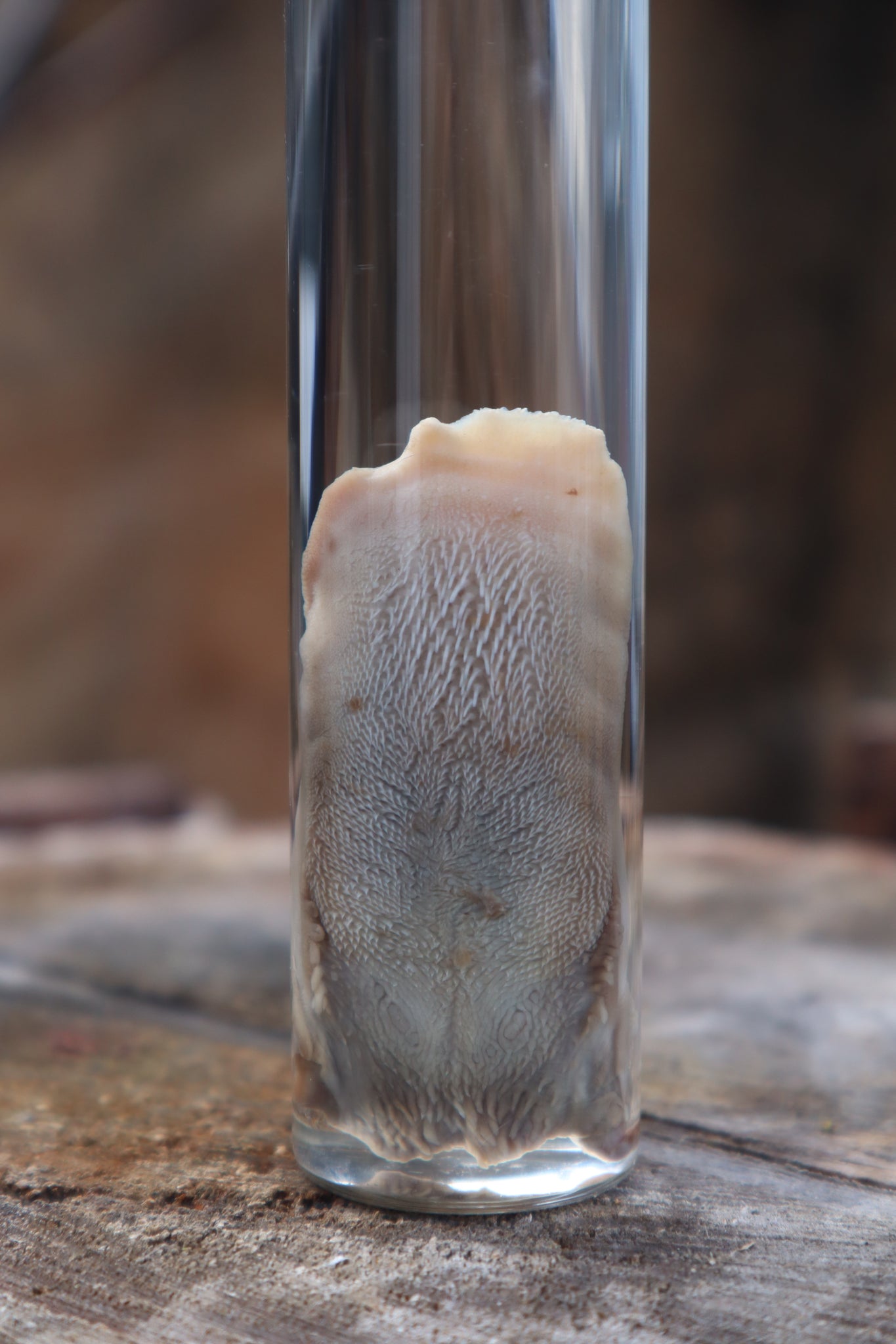 Black Cat Tongue Wet Specimen