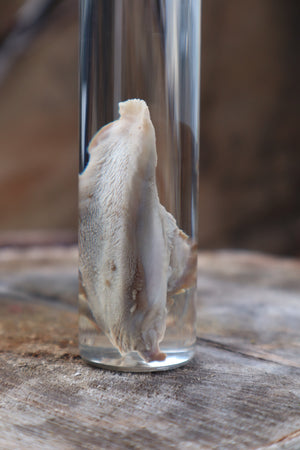 Black Cat Tongue Wet Specimen