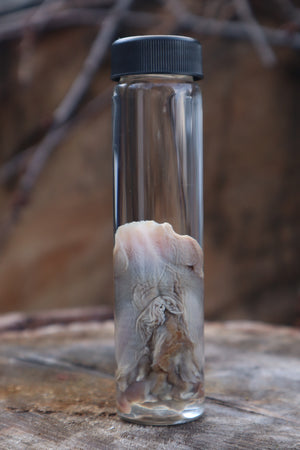 Black Cat Tongue Wet Specimen