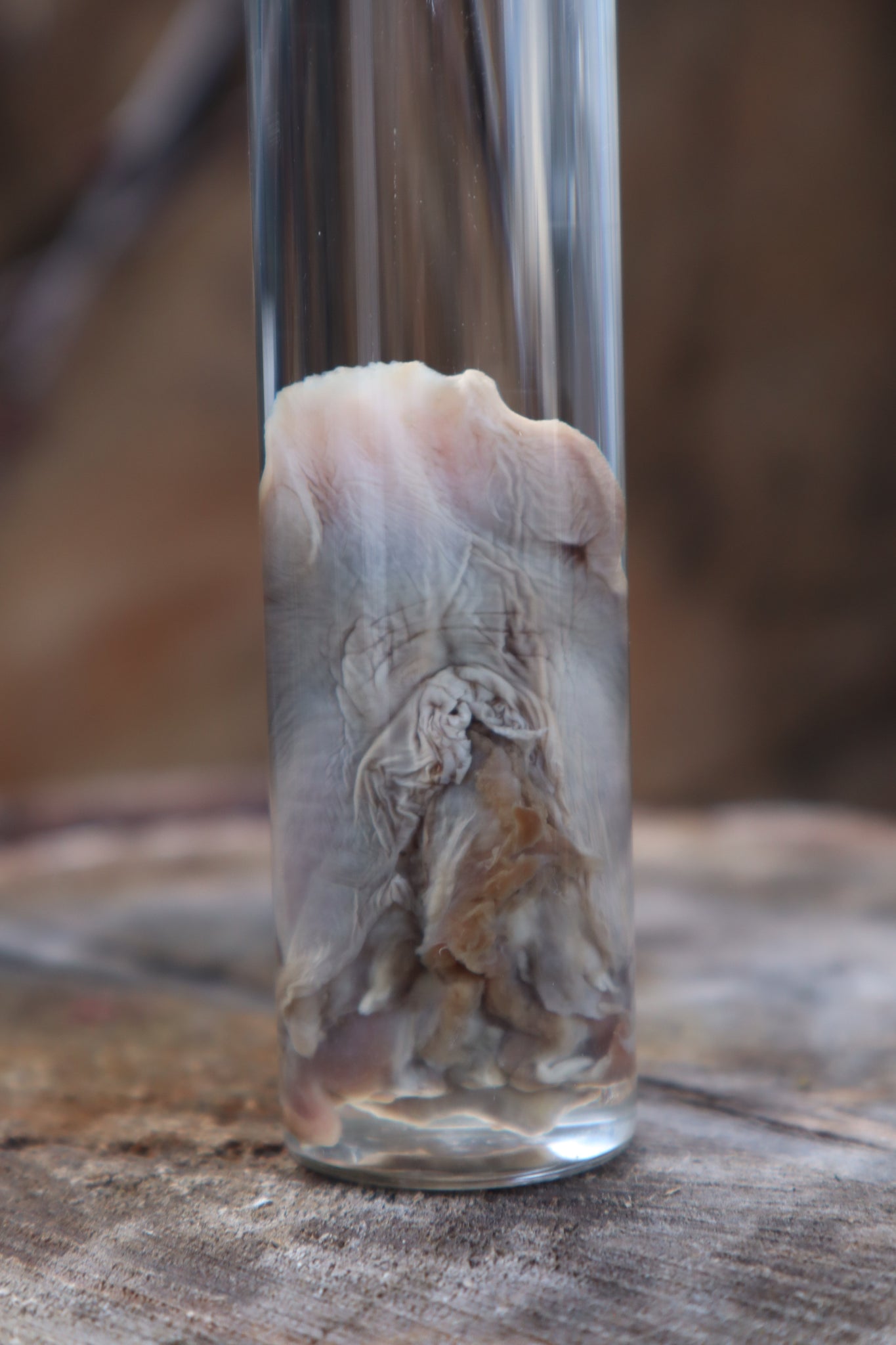 Black Cat Tongue Wet Specimen