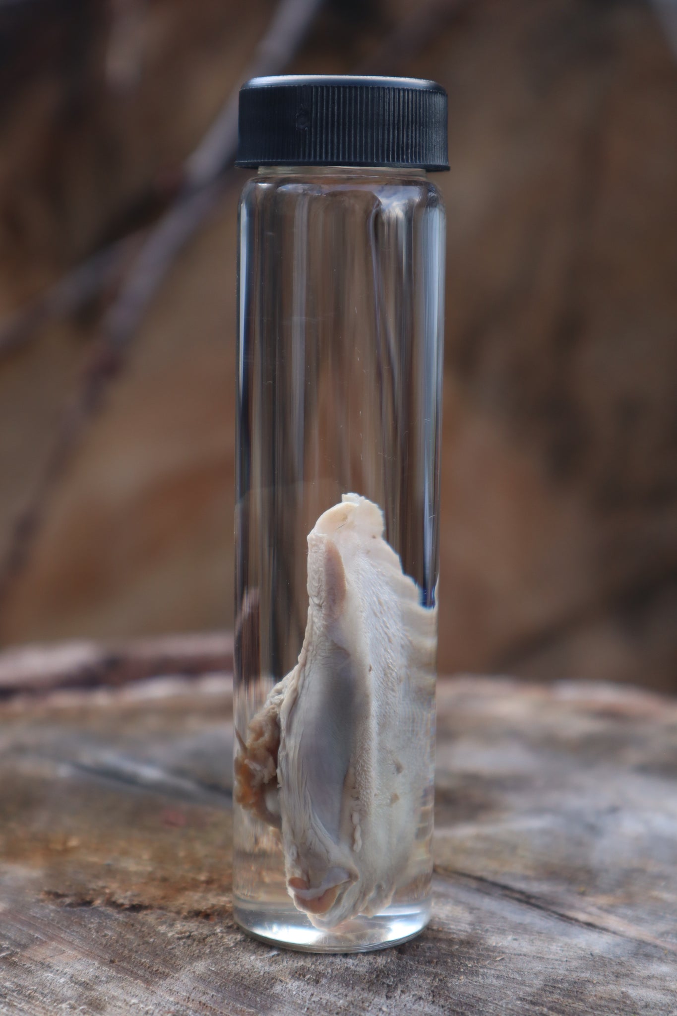 Black Cat Tongue Wet Specimen