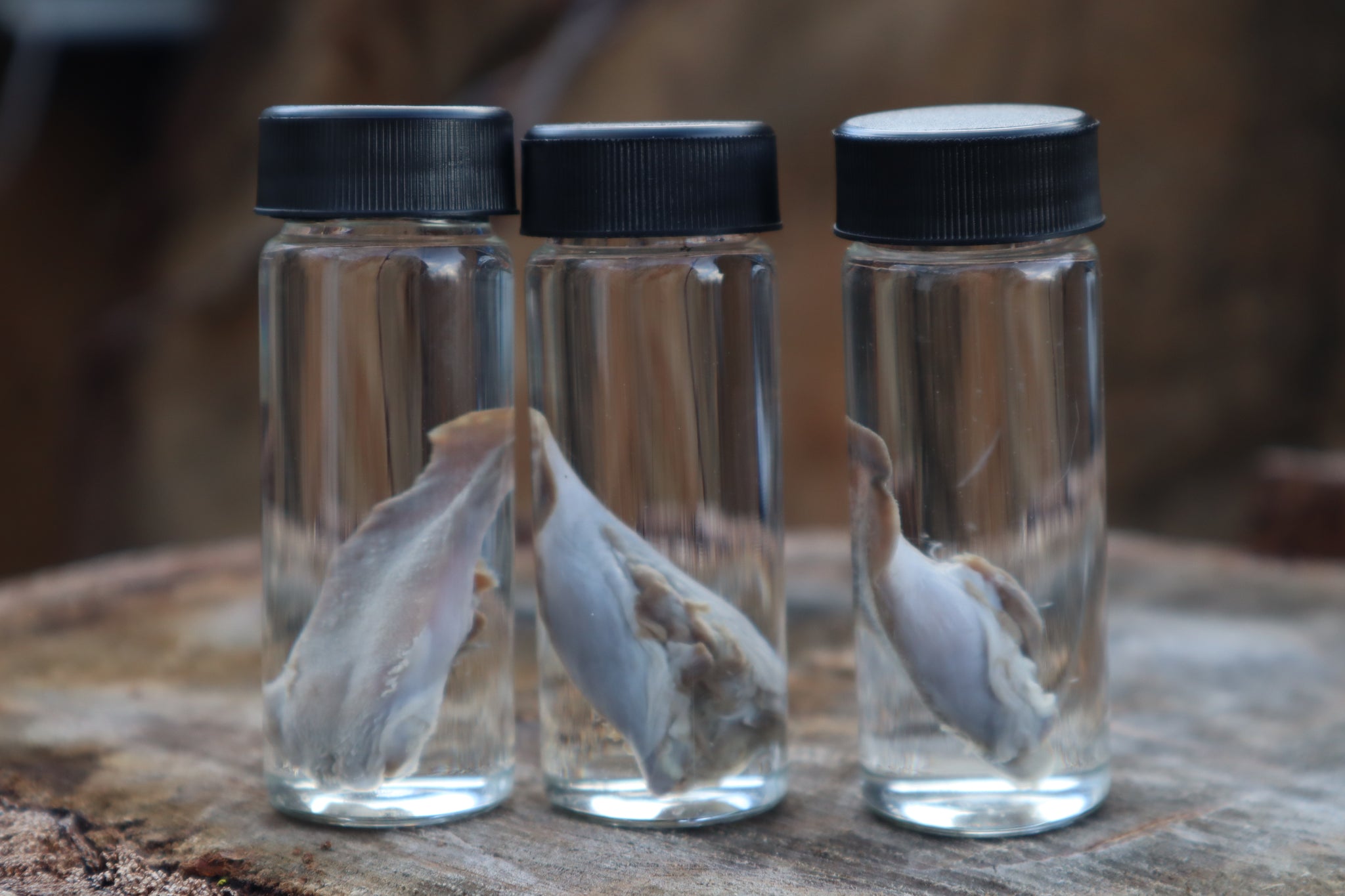 Kitten Tongue Wet Specimen