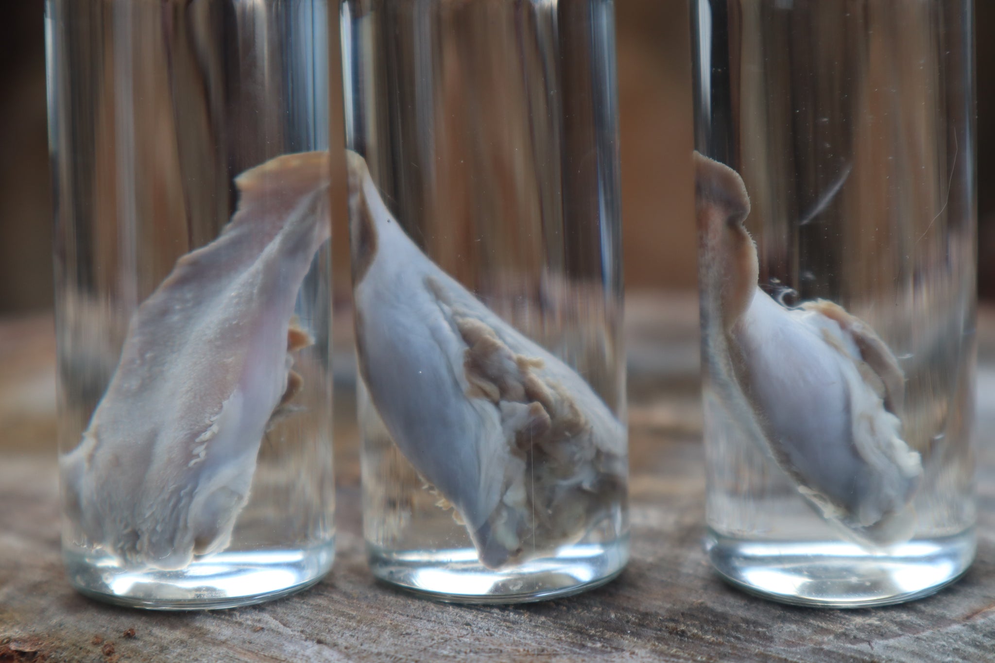 Kitten Tongue Wet Specimen