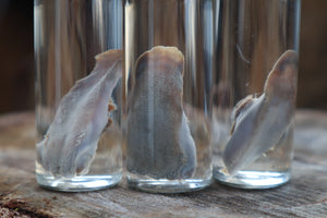 Kitten Tongue Wet Specimen