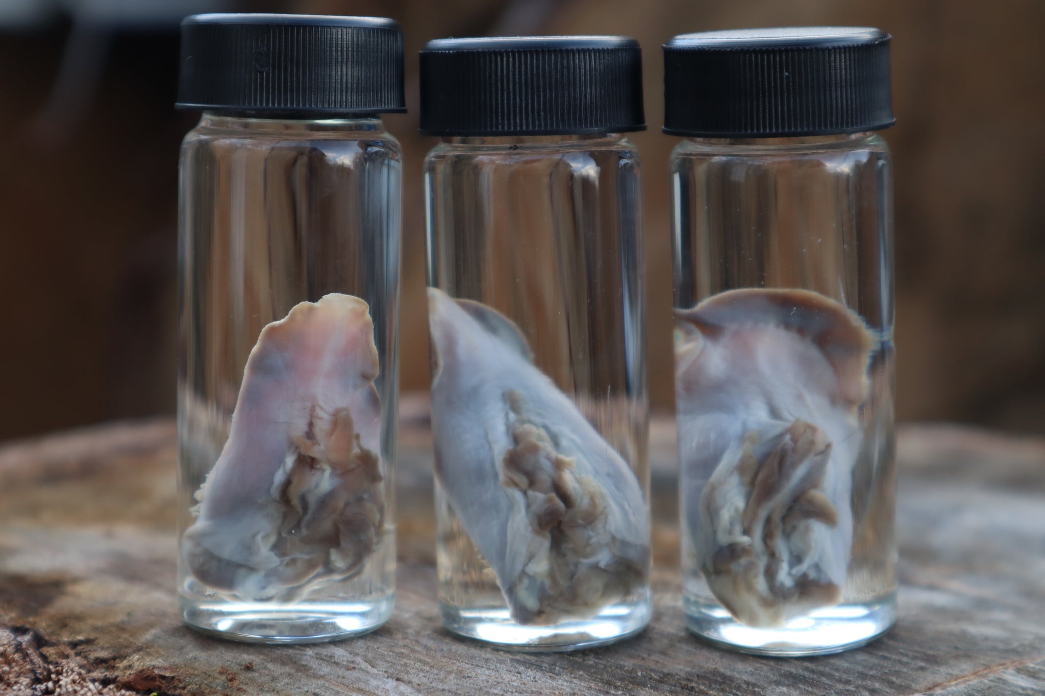 Kitten Tongue Wet Specimen