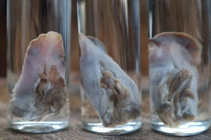 Kitten Tongue Wet Specimen