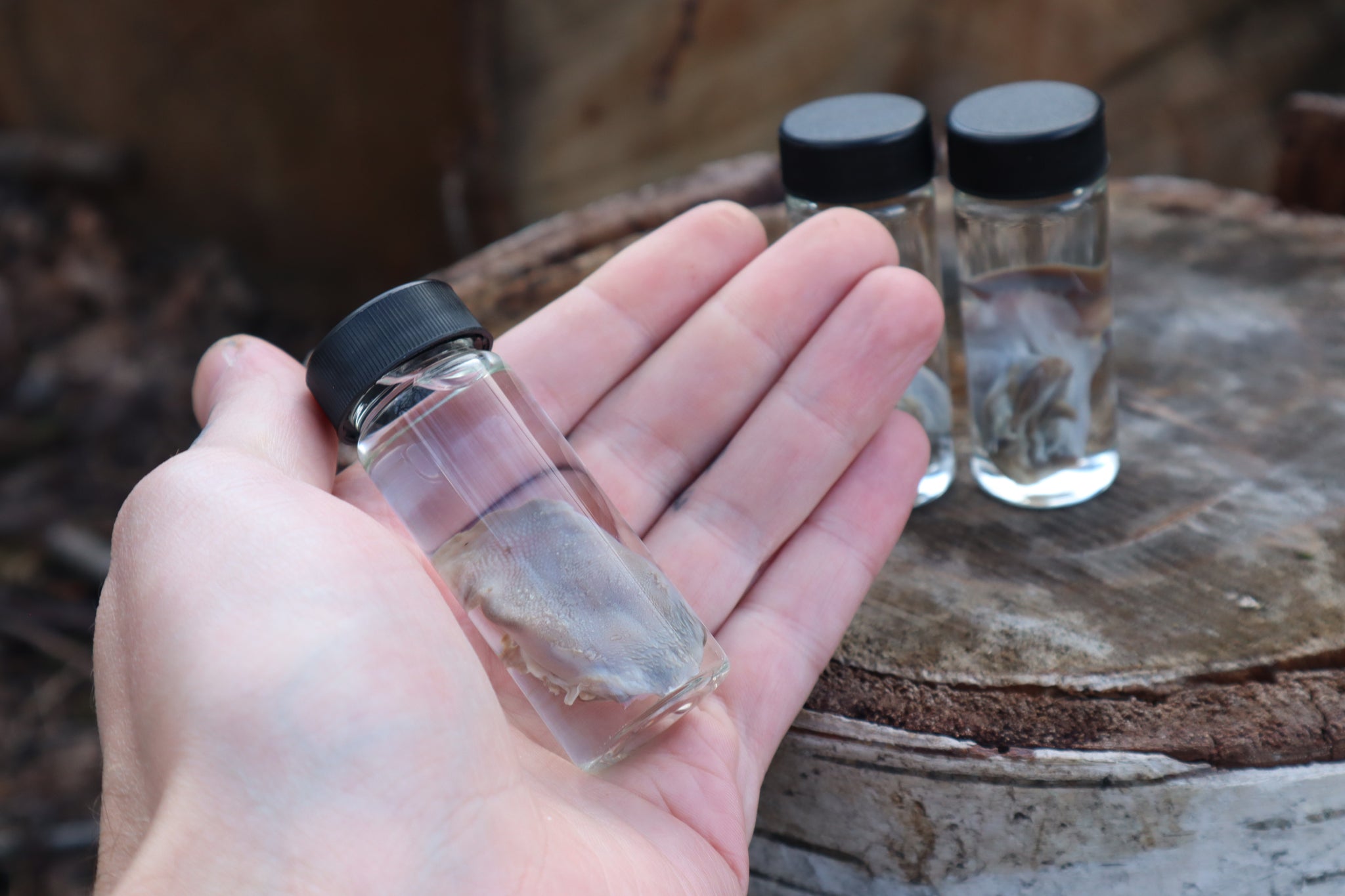 Kitten Tongue Wet Specimen