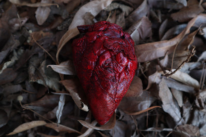 Dry Preserved Whitetail Deer Heart