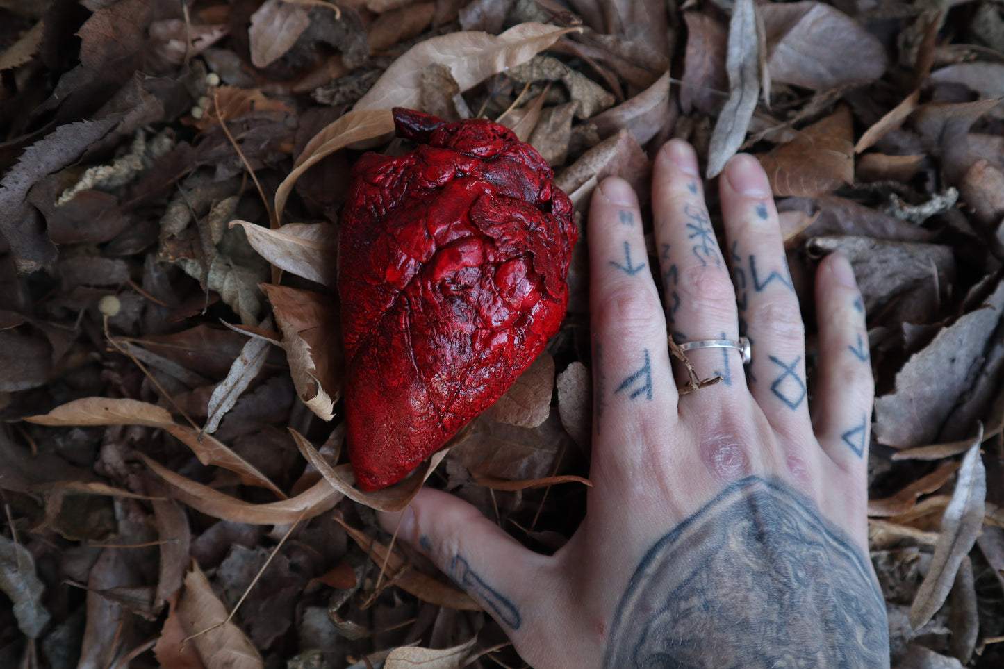 Dry Preserved Whitetail Deer Heart