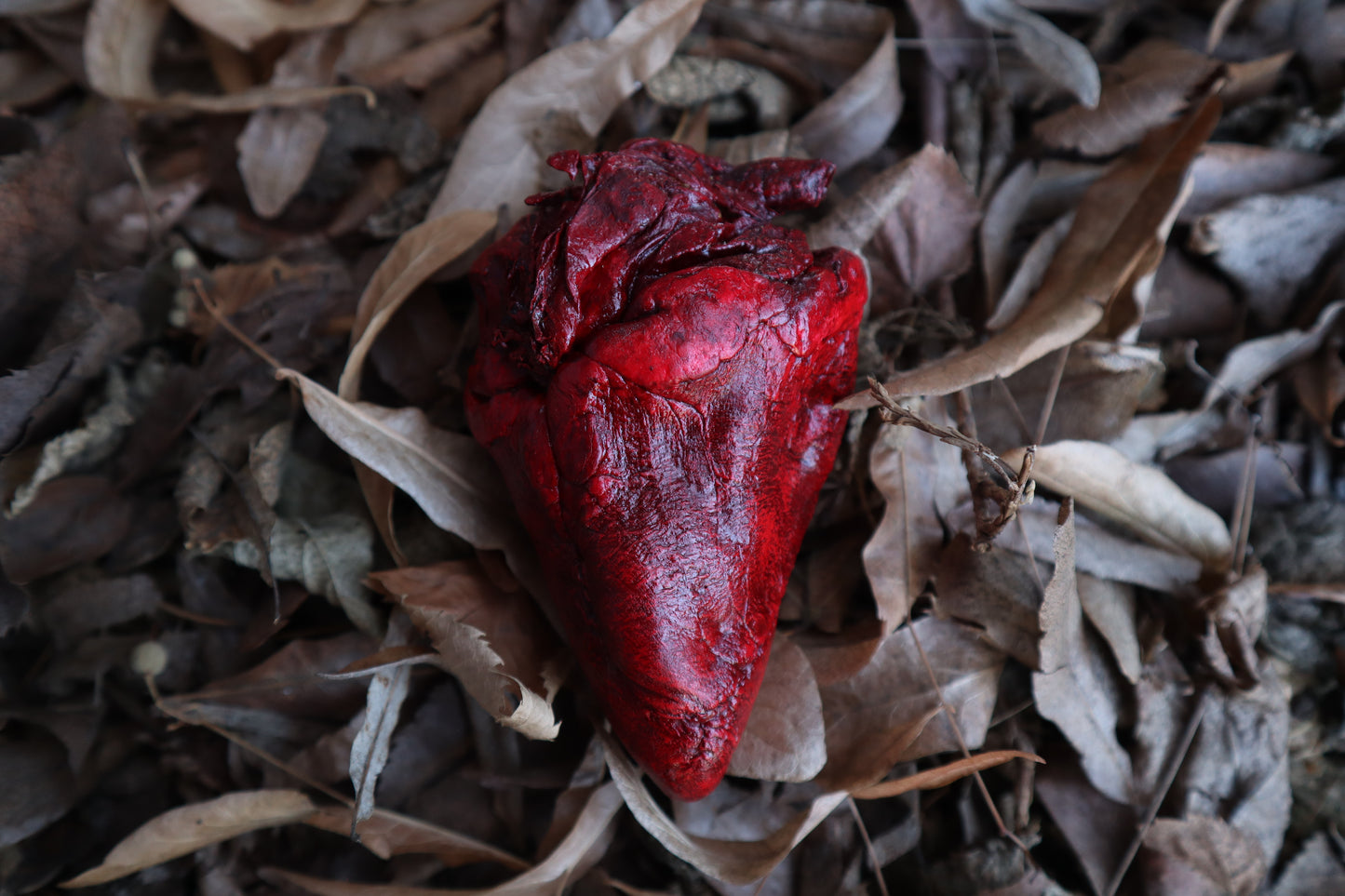 Dry Preserved Whitetail Deer Heart