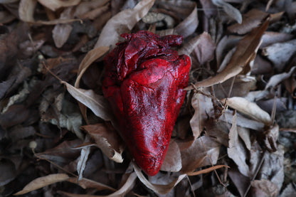 Dry Preserved Whitetail Deer Heart