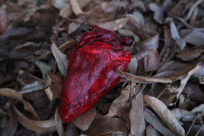 Dry Preserved Whitetail Deer Heart