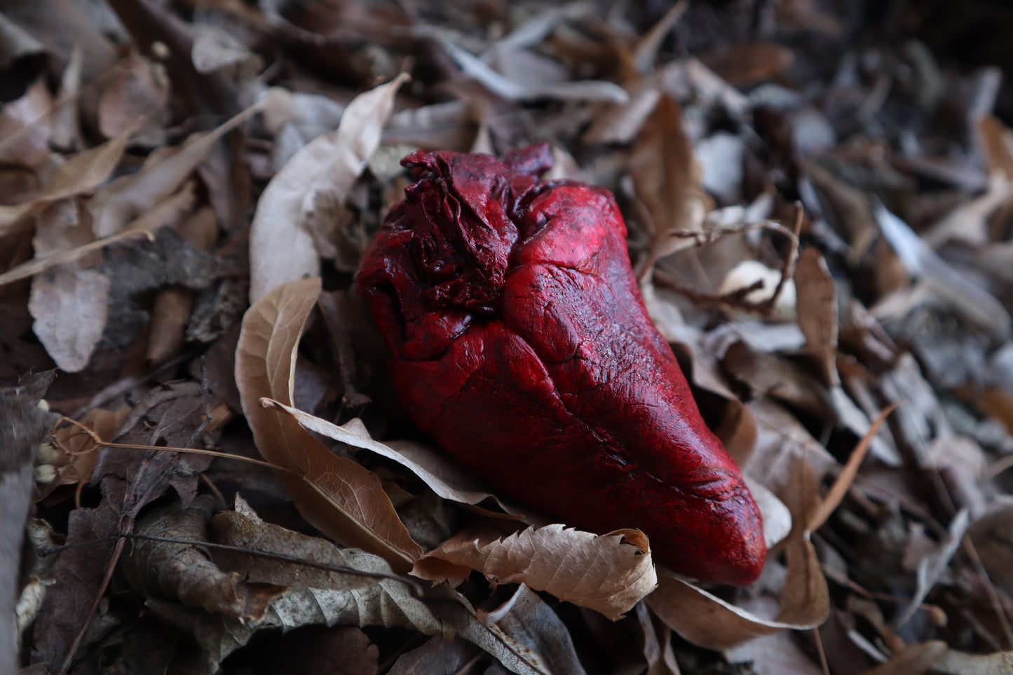 Dry Preserved Whitetail Deer Heart
