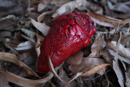 Dry Preserved Whitetail Deer Heart