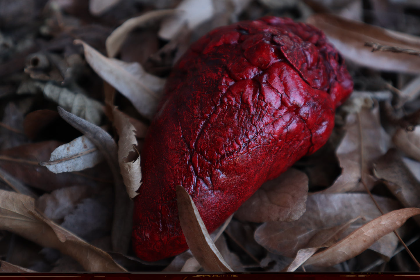 Dry Preserved Whitetail Deer Heart