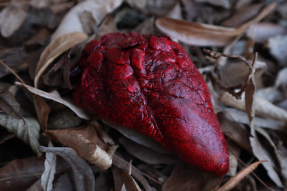 Dry Preserved Whitetail Deer Heart