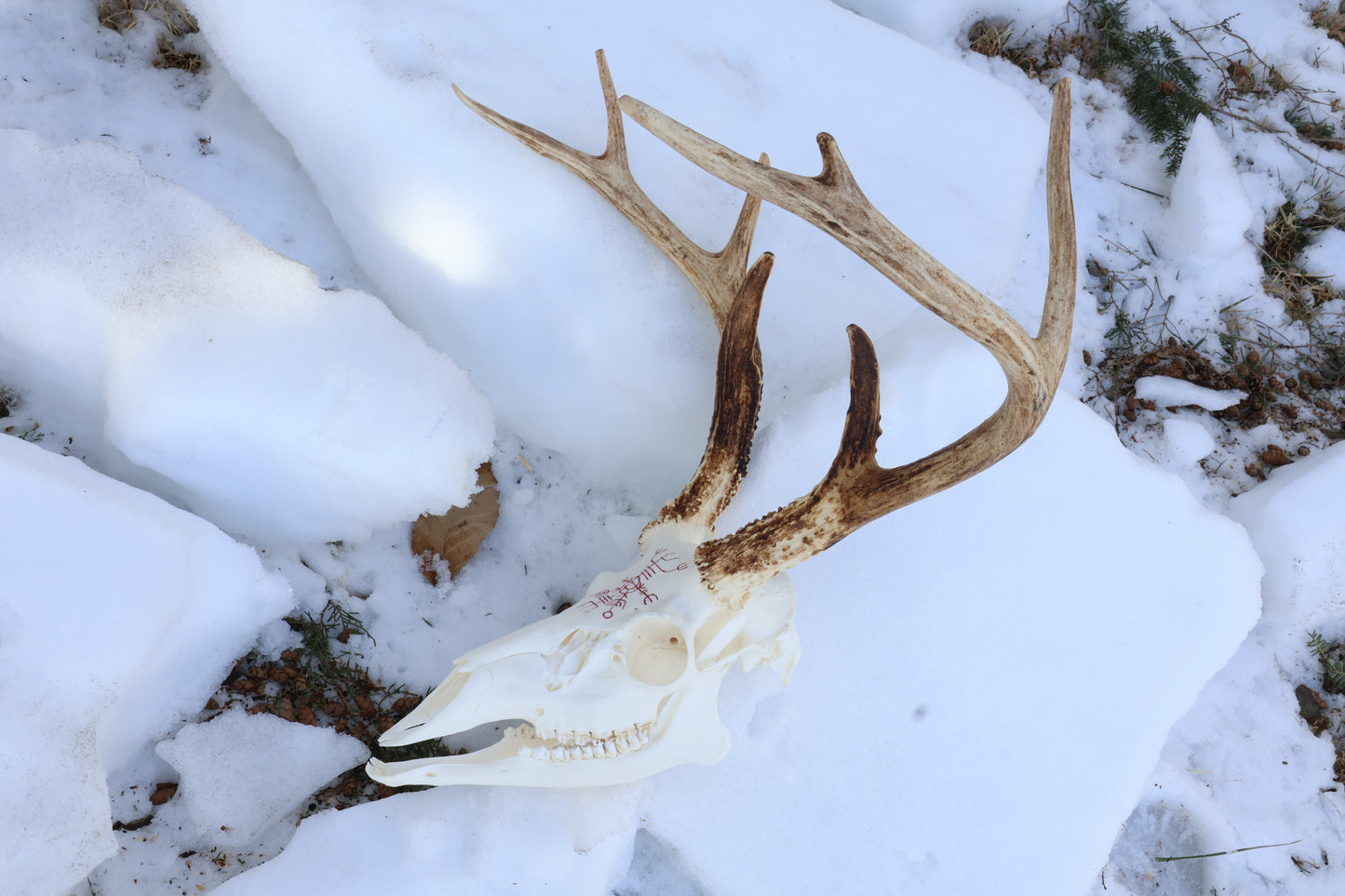 Eikþyrnirböfði Whitetail Deer Skull