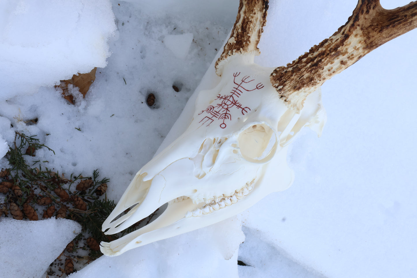 Eikþyrnirböfði Whitetail Deer Skull