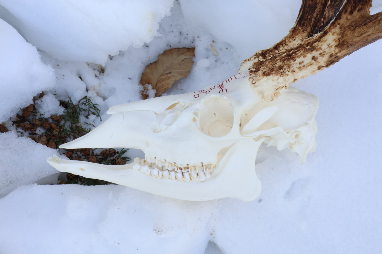 Eikþyrnirböfði Whitetail Deer Skull