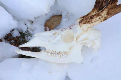 Eikþyrnirböfði Whitetail Deer Skull