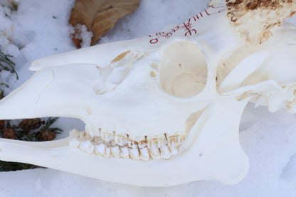 Eikþyrnirböfði Whitetail Deer Skull