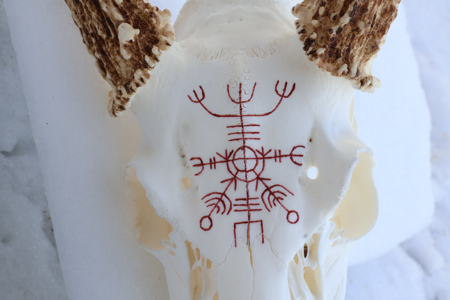 Eikþyrnirböfði Whitetail Deer Skull