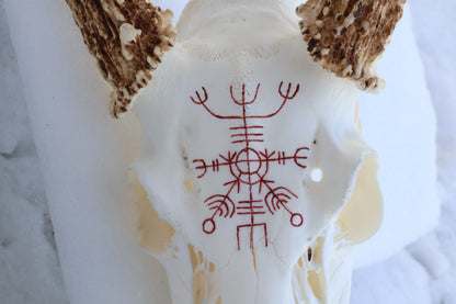 Eikþyrnirböfði Whitetail Deer Skull