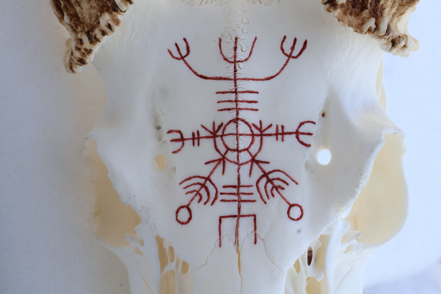 Eikþyrnirböfði Whitetail Deer Skull