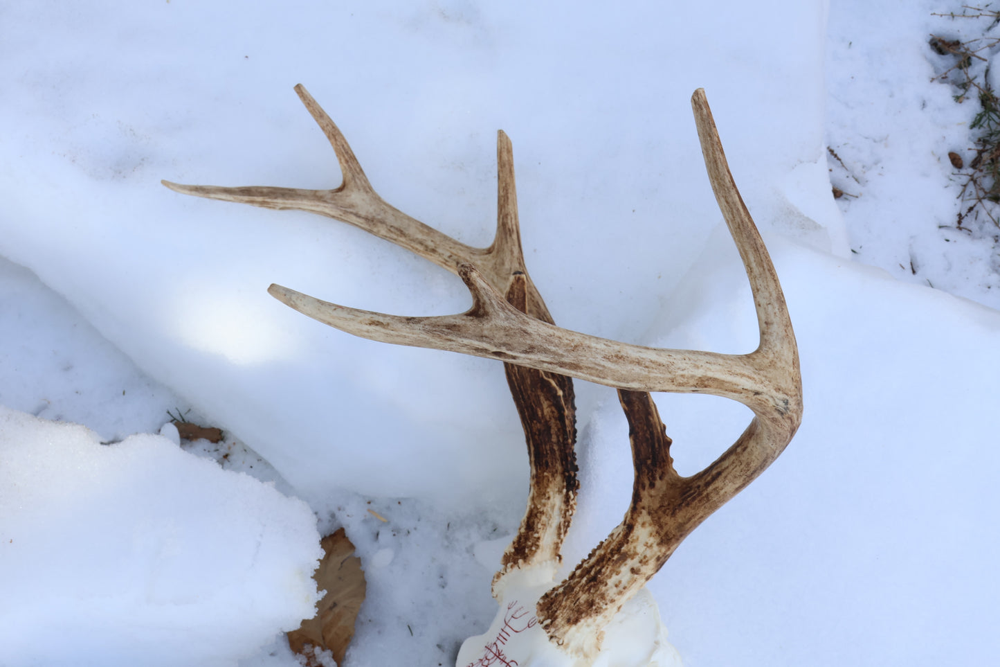 Eikþyrnirböfði Whitetail Deer Skull