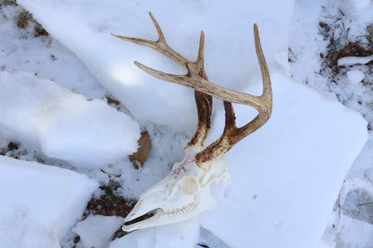 Eikþyrnirböfði Whitetail Deer Skull