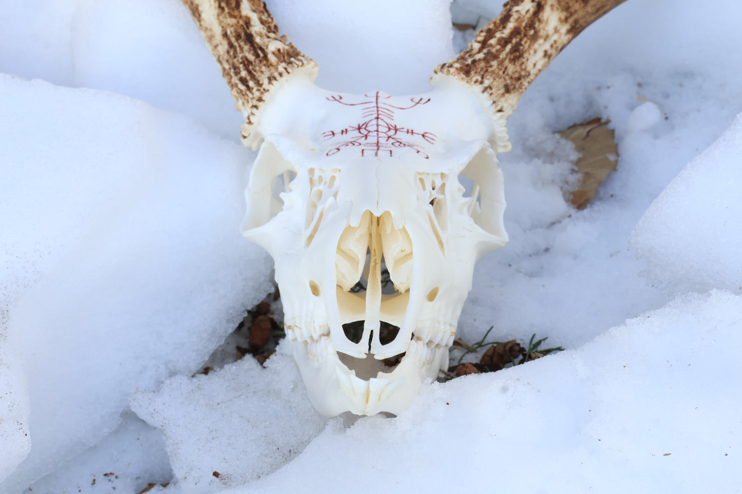 Eikþyrnirböfði Whitetail Deer Skull