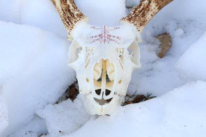 Eikþyrnirböfði Whitetail Deer Skull